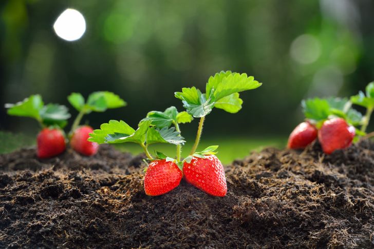 Fruits You Should Grow Yourself